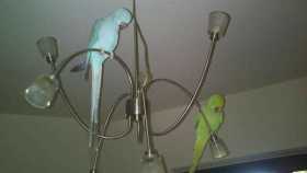 Lost Indian Ringneck Parakeet