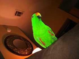 Lost Eclectus