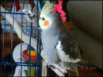 Lost Cockatiel