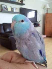 Lost Parrotlet