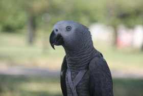 Lost African Grey