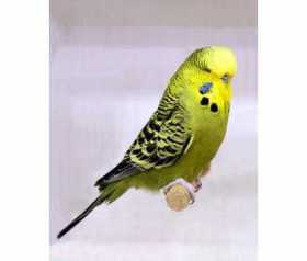 Lost Budgerigar