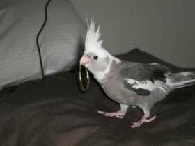 Lost Cockatiel