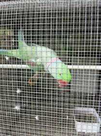 Lost Alexandrine