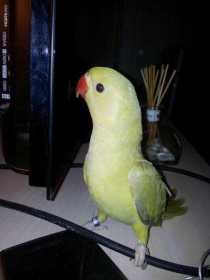 Lost Indian Ringneck Parakeet