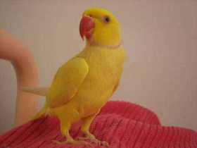 Lost Indian Ringneck Parakeet