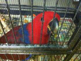 Lost Eclectus