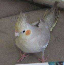 Lost Cockatiel