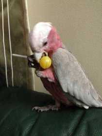 Lost Galah Cockatoo