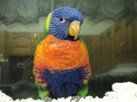 Lost Lory / Lorikeet