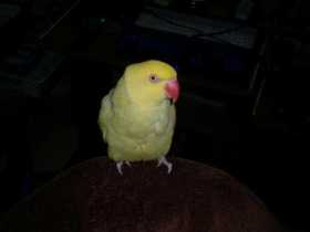 Lost Indian Ringneck Parakeet