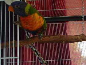 Lost Lory / Lorikeet