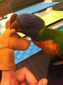 Lost Lory / Lorikeet