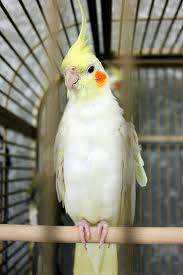 Lost Cockatiel