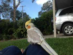 Lost Cockatiel