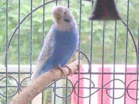 Lost Budgerigar