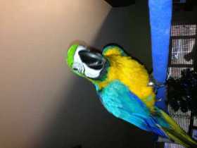 Lost Macaw