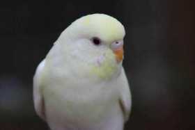 Lost Budgerigar