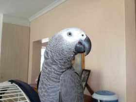 Lost African Grey