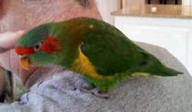 Lost Bird / Parrot