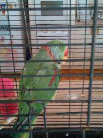 Lost Alexandrine