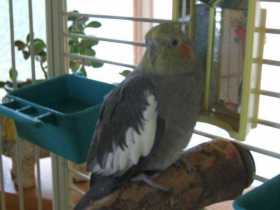 Lost Cockatiel