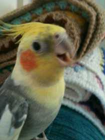 Lost Cockatiel