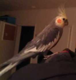 Lost Cockatiel