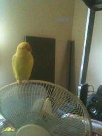 Lost Indian Ringneck Parakeet