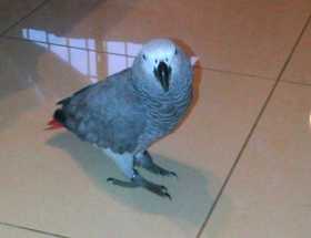 Lost African Grey