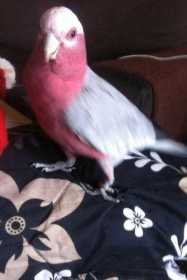 Lost Galah Cockatoo