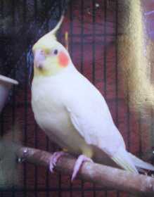 Lost Cockatiel