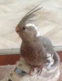 Lost Cockatiel