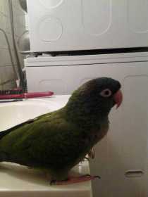 Lost Conure