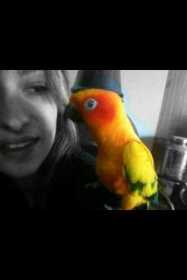 Lost Conure