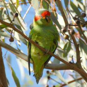 Lost Lory / Lorikeet