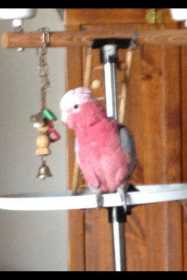 Lost Galah Cockatoo