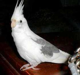 Lost Cockatiel