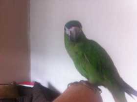 Lost Macaw