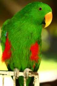 Lost Eclectus