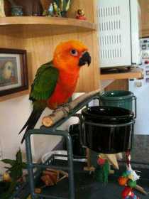 Lost Conure