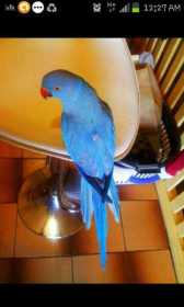 Lost Indian Ringneck Parakeet