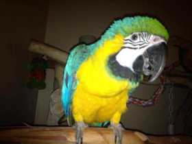 Lost Macaw