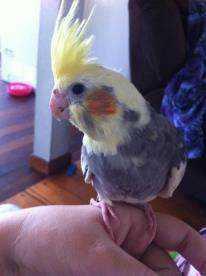 Lost Cockatiel