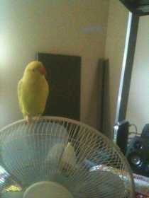 Lost Indian Ringneck Parakeet