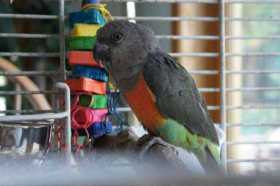 Lost Red Bellied