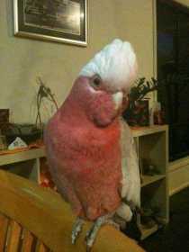 Lost Galah Cockatoo