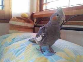 Lost Cockatiel