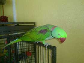 Lost Indian Ringneck Parakeet