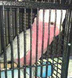 Lost Galah Cockatoo